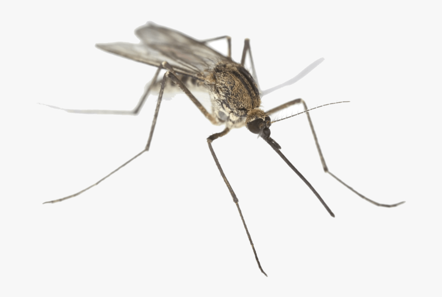 uproot mosquito control bangalore