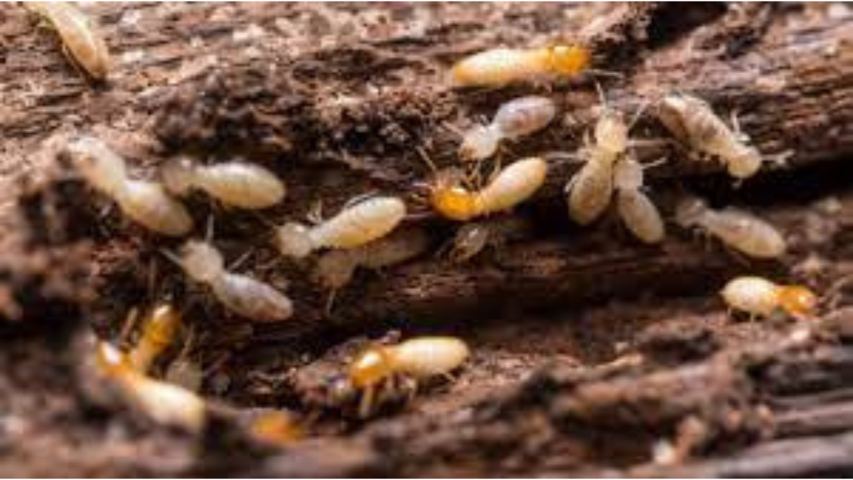 Termite Pest Control Services in Bangalore