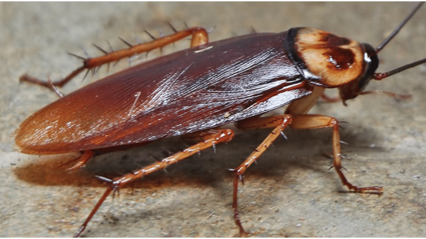 cockroach pest control services bangalore