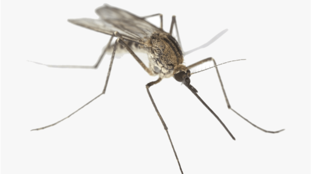 mosquito pest control service bangalo