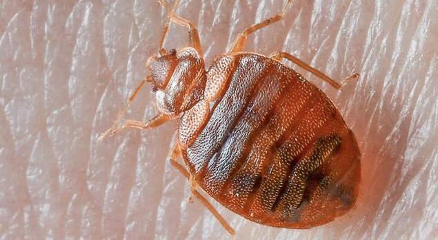 bed bugs control bangalore